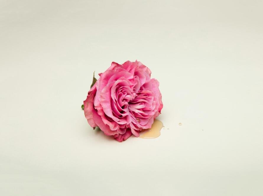 A single pink rose on a cream background with droplets nearby, symbolizing delicacy and awareness, perfect for promoting sexual health and wellness.